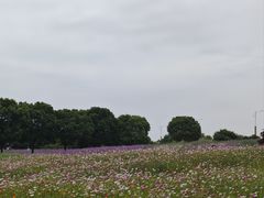 -西京湾花海