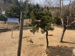 -西霞口神雕山野生动物世界