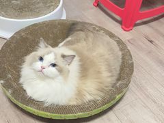 -老吴的猫·猫舍(新区店)