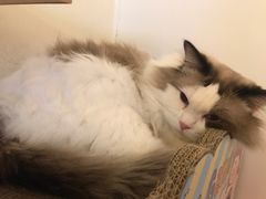 -猫腻·猫咖·撸猫馆(星光大道店)