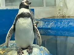 -太平洋海底世界