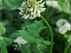 -贵阳市花溪国家城市湿地公园