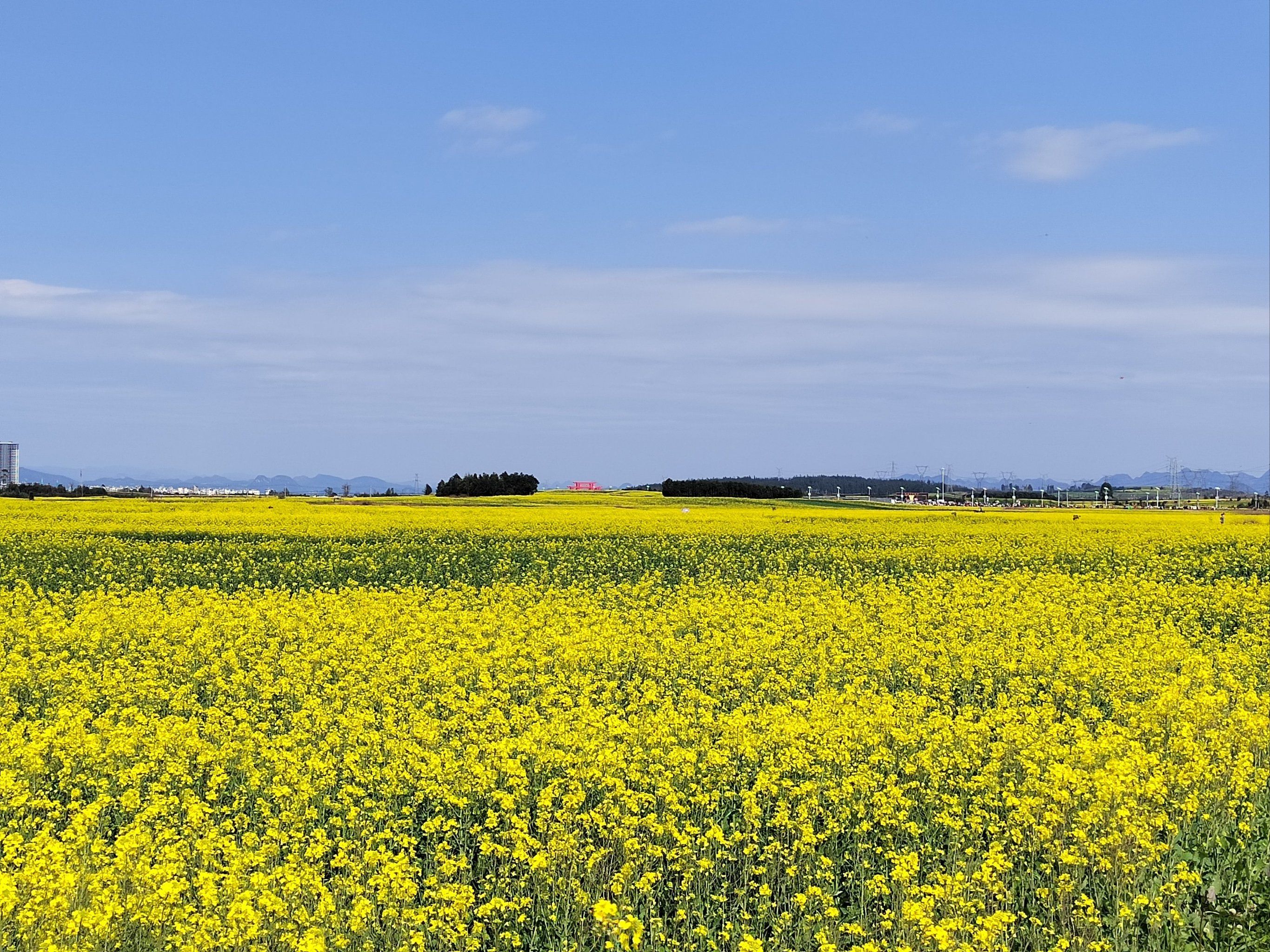 油菜花的斑斓世界