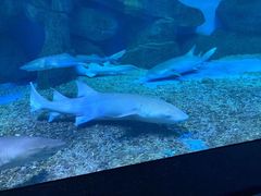 -泉城欧乐堡海洋极地世界