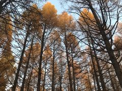 -塞罕坝国家级自然保护区