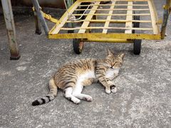 -大澳
