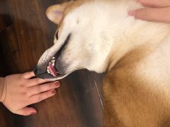 -豆柴町-柴犬主题狗咖(红鼎国际C座店)