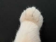 -东方名猫馆·英短金渐层布偶猫舍(环线广场1号楼店)