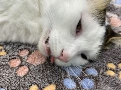-瑞派康怡24h宠物医院·犬猫医疗中心·微创绝育(瑞景分院)