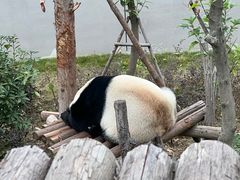 -成都大熊猫繁育研究基地