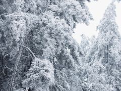 -四明山国家森林公园