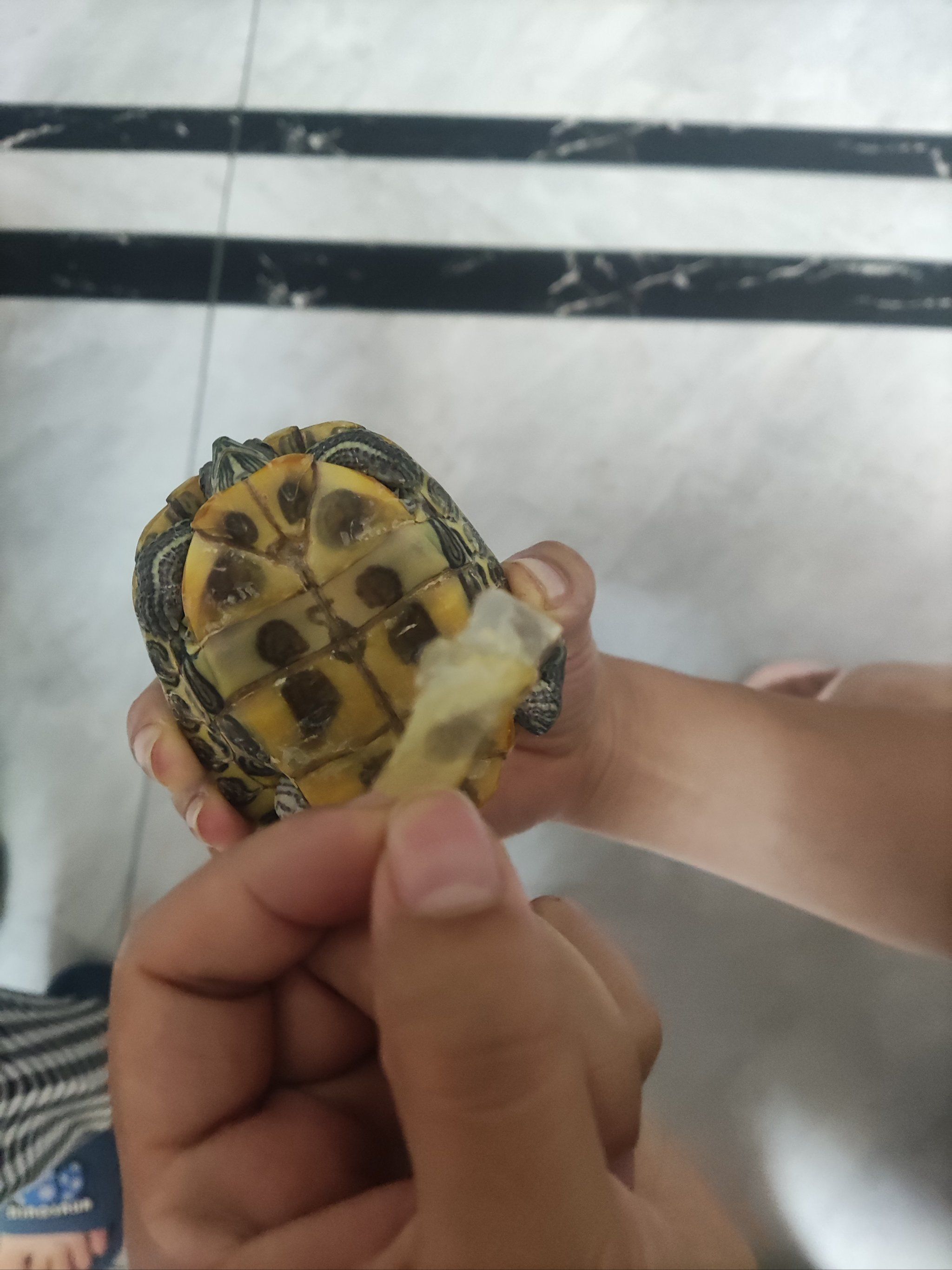 乌龟🐢脱皮记