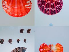 -青岛贝壳博物馆