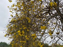 -天适樱花悠乐园