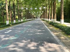 -黄海国家森林公园