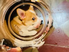 -小尾巴宠物店(万科·金域华庭店)