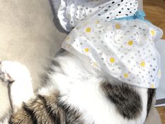 -啵啵喵·猫咖(攀华国际店)