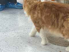 -喵园·猫主题咖啡厅·撸猫·猫咖(国贸店)