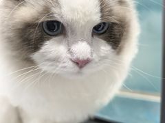 -伟伟宠物医院·CT影像中心·瑞派犬猫综合性门诊(汉口总院)