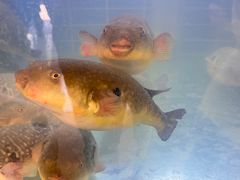 -长顺河豚馆(江洲东路)