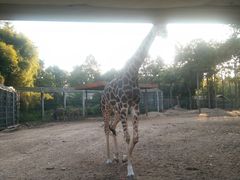 -清迈夜间动物园