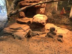 -费瑟代尔野生动物园