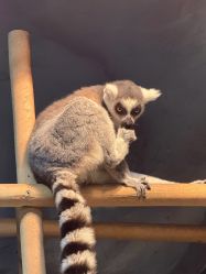 -Zoolung Zoolung动物主题公园(海信广场店)