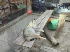 -青藏高原野生动物园