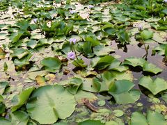 -迪茵湖田家舍生态农场