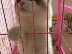 -创凡宠物医院·骨专科  猫科中心(西乡分院)