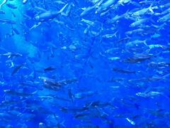 -成都浩海立方海洋公园