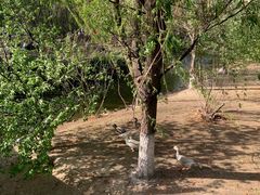 -长白岛森林公园