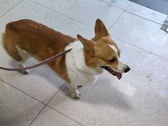 -瑞派福兴宠物医院犬猫全科·骨科·中西医结合(河东店)