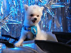 -百好乐宠物友好餐厅(朝外大街店)