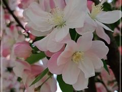 -桃花堤公园
