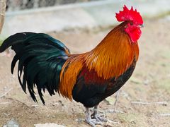 -泉州海丝野生动物世界