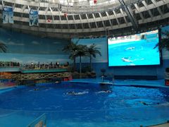-海合安成都极地海洋公园