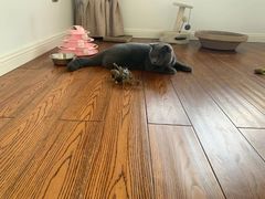 -灵美宠物诊所