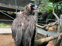 -西霞口神雕山野生动物世界