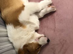 -浣熊柯尔鸭土拨鼠·电玩咖