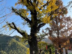 -四明山国家森林公园
