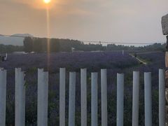 -北京东方普罗旺斯薰衣草庄园