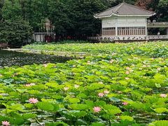 -荔湾湖公园