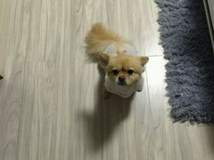 -喵宠乐园·撸猫互动·猫舍