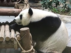 -灵玲国际马戏城