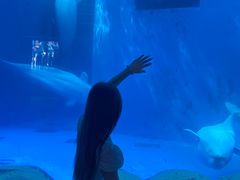 -海合安成都极地海洋公园