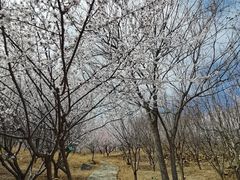 -北京西山国家森林公园