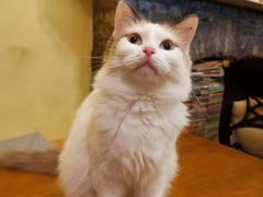 -猫色咖啡·猫咖