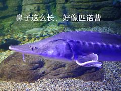 -江和美海洋公园