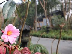 -慧因高丽寺